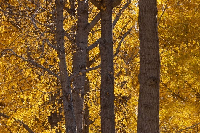 Las marcas de autos chinos que se venden en Estados Unidos