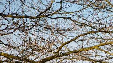 Retiro masivo de VW y Audi en EE.UU.: 60,000 unidades afectadas