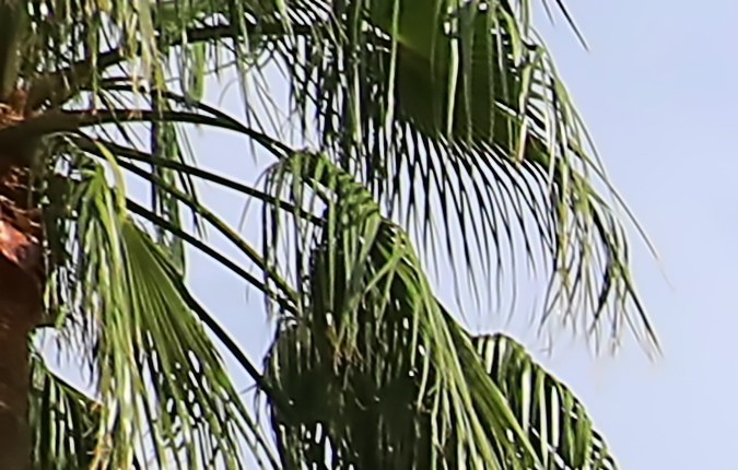 cómo conducir carro de golf en carlifornia