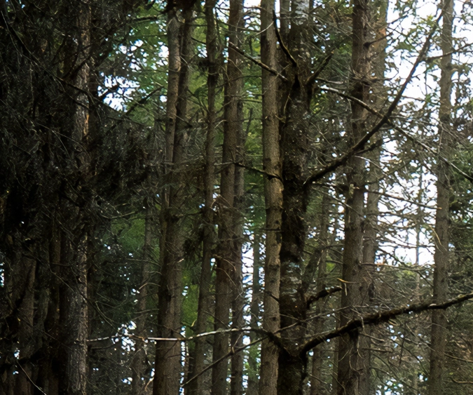 Las marcas de autos chinos que se venden en Estados Unidos