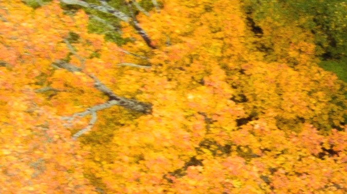 spring break rent a car