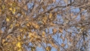 Chevrolet Silverado 1500 en carretera