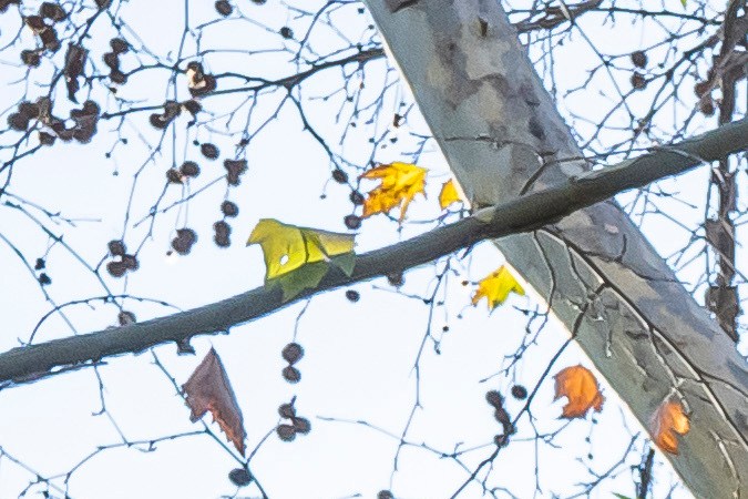 Ford E-Transit sauna