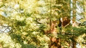 Explora la naturaleza con las mejores tiendas de techo para camping