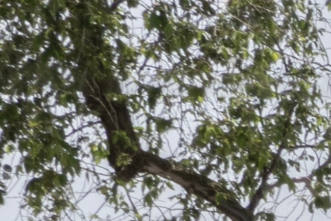 La planta de Stellantis en Windsor, Ontario, Canadá es una de las más grandes en Norteamérica.