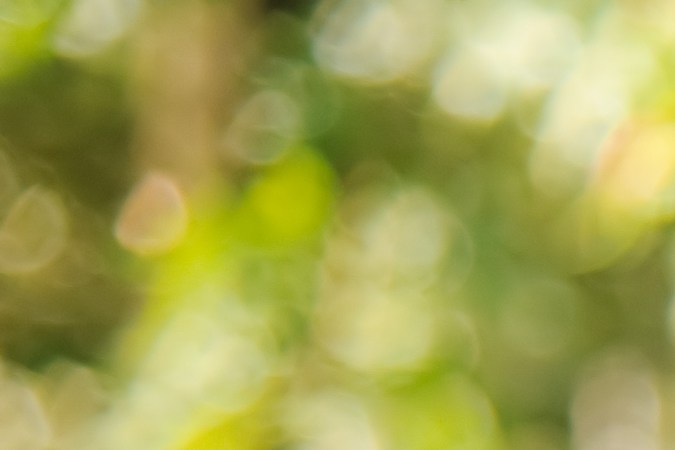 kentucky driver license