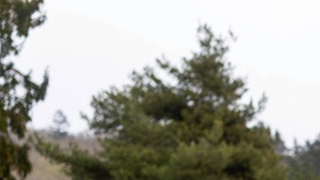 Volkswagen Golf GTI Edition 50 tiene detalles que mejoran su conducción.