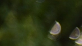 multas por no respetar la luz amarilla del semáforo