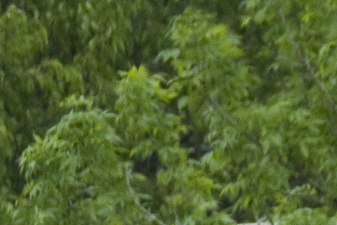 tarjeta de identificación para no conductores