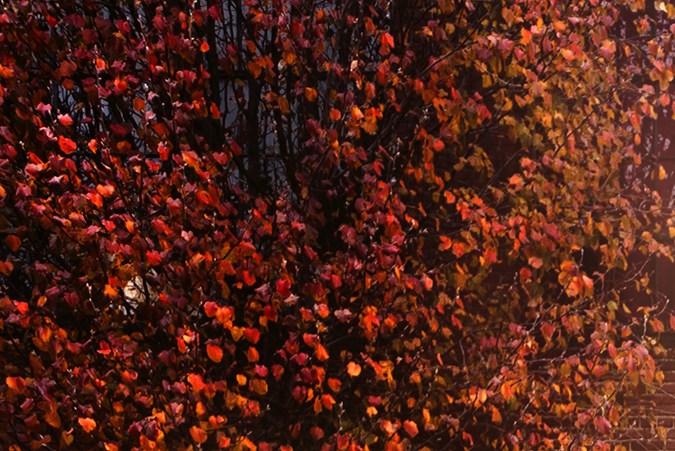 ¿Tu Dodge Dart está afectado? Verifica el retiro en la página de la NHTSA