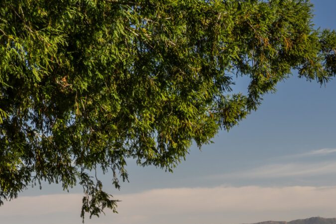 Lexus LX 700h 2025: Tecnología avanzada para conquistar cualquier terreno.