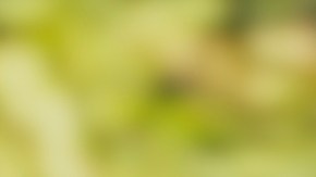 La venta de autos eléctricos tenía gran incentivo por los créditos fiscales.