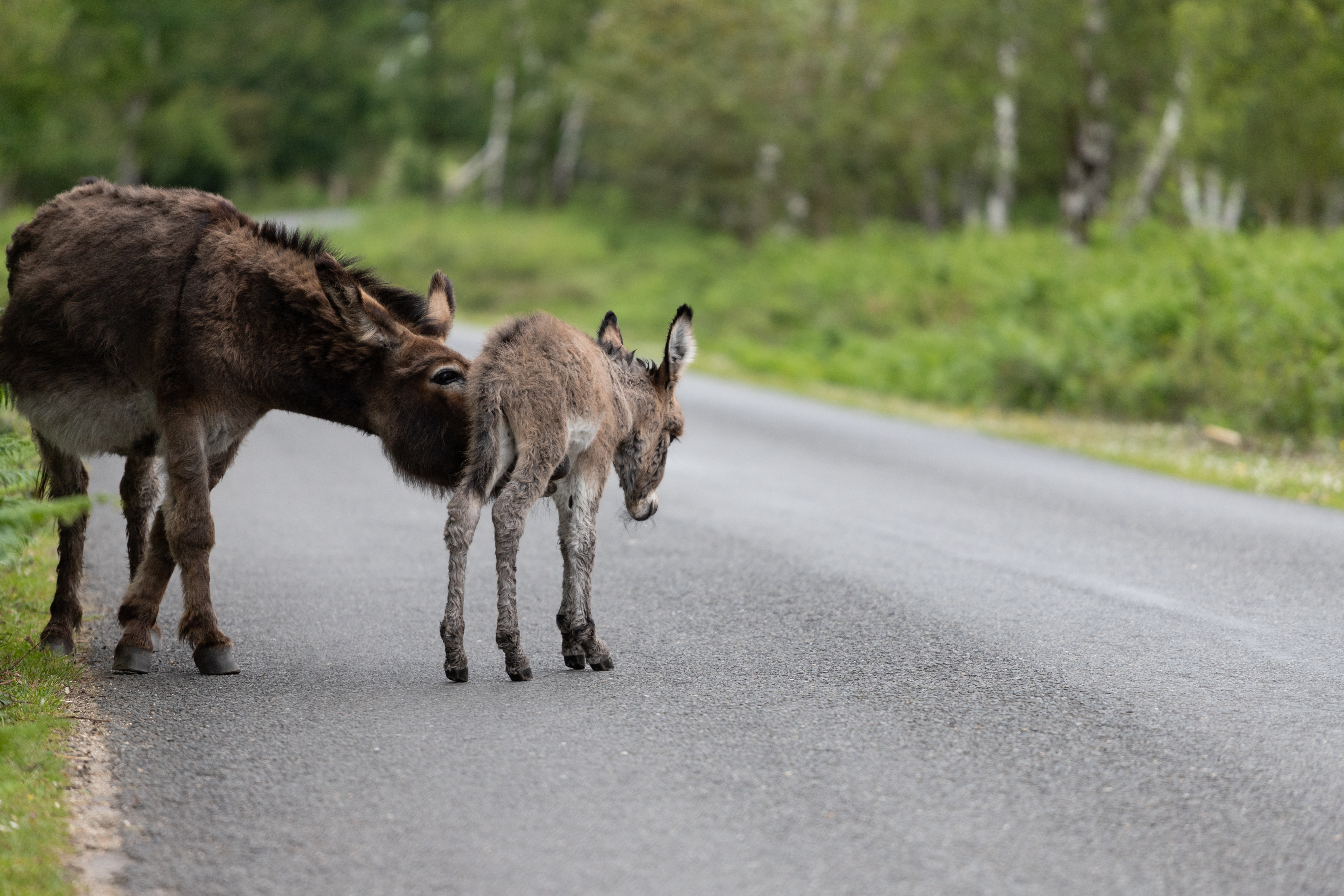 animales en el camino