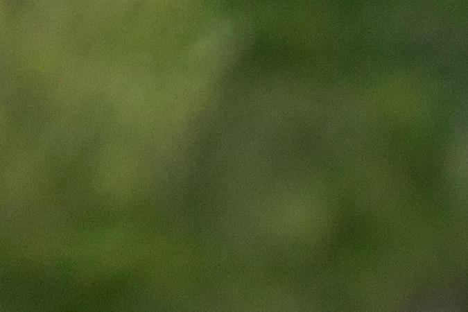 animales en el camino