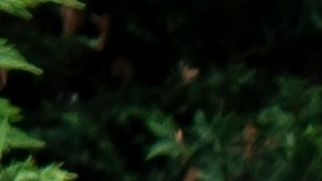 vehículos de marcha lenta