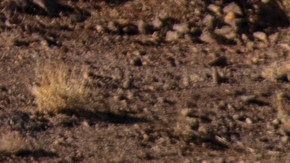 Las 5 mejores pick-ups super duty para trabajo pesado