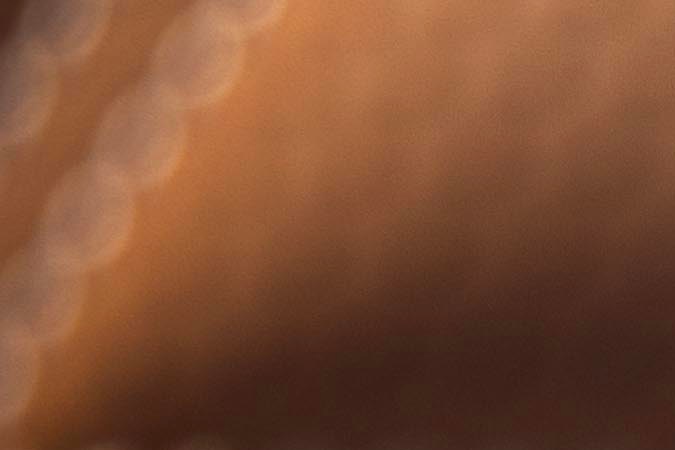 Mercedes Mayback S680 Emerald Isle 2026 representa el lujo en todo su nivel.