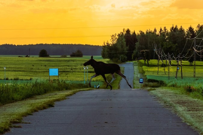 animales en carreteras rurales