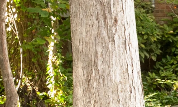 Guía de los mejores cañones de espuma de 2025: limpia sin dañar la pintura.