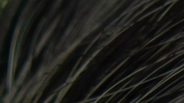 conductor con ayudas auditivas