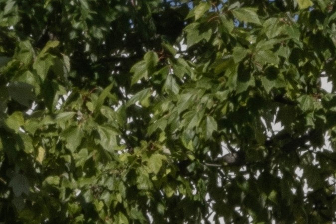 Hyundai Santa Cruz se vende en el segmento de pick-up medianas.