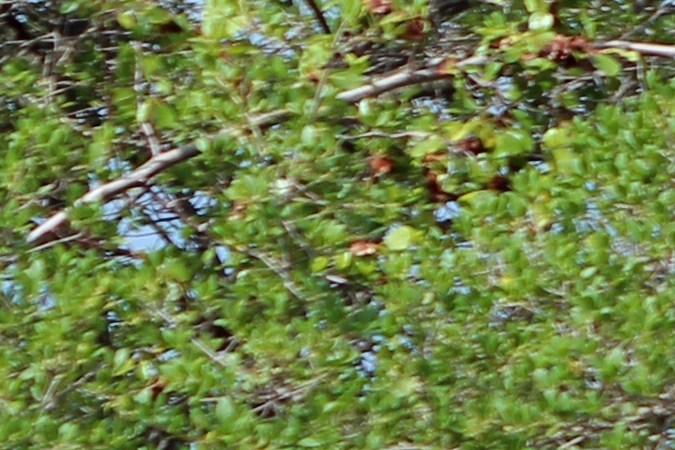 señales de límite de velocidad temporal