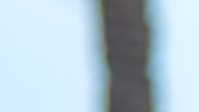 Placas de matrícula: diferencias entre estados en EE.UU.