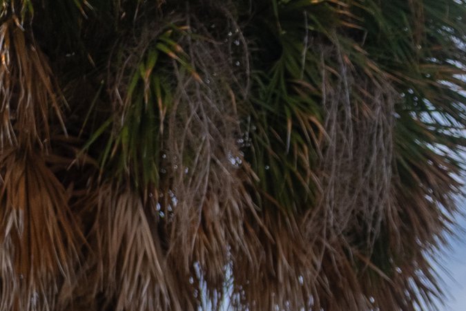 Rivian presenta un R1S de 850 hp con toques tropicales