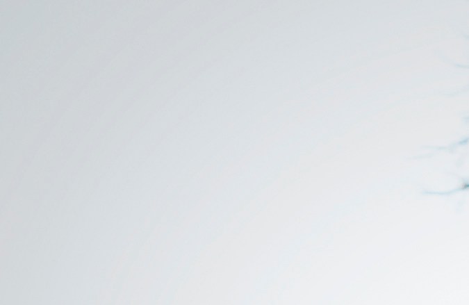 posible colisión con animales en el camino