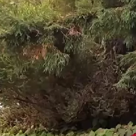 Toyota Corolla Cross 2026 mantiene el estilo tradicional del Cross.