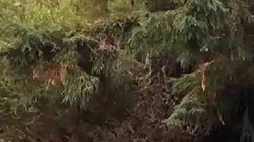 Toyota Corolla Cross 2026 mantiene el estilo tradicional del Cross.