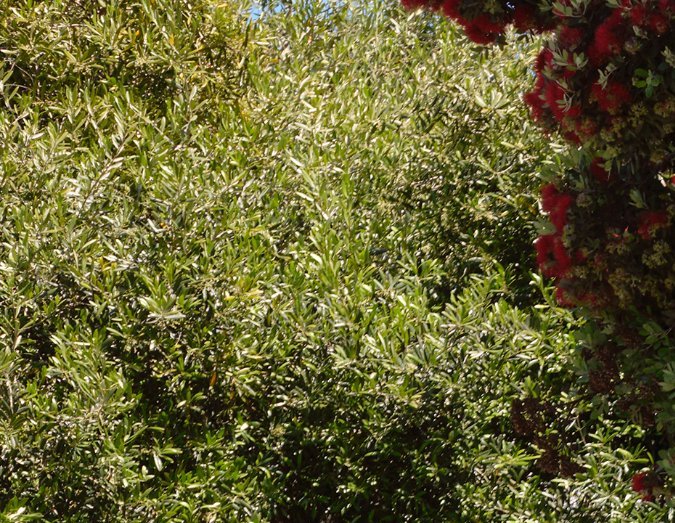 Conducción autónoma: Amazon lanza su robotaxi gratuito con Zoox.