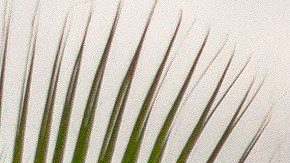 Toyota 4runner TRD Pro 2025 en un sendero rural, con palmeras y montañas al fondo.