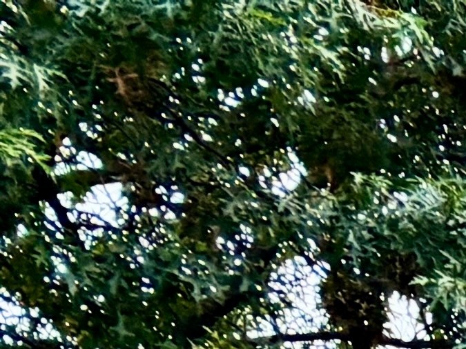 cambio leyes bicicletas eléctricas en ny