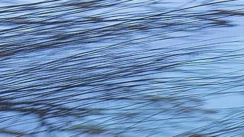 licencia provisional en georgia