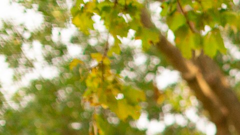 límite de velocidad en escuales