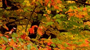 línea en las carreteras