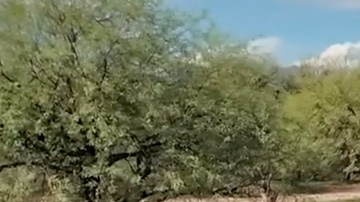 Toyota RAV4 2026 tiene solamente opciones híbridas.