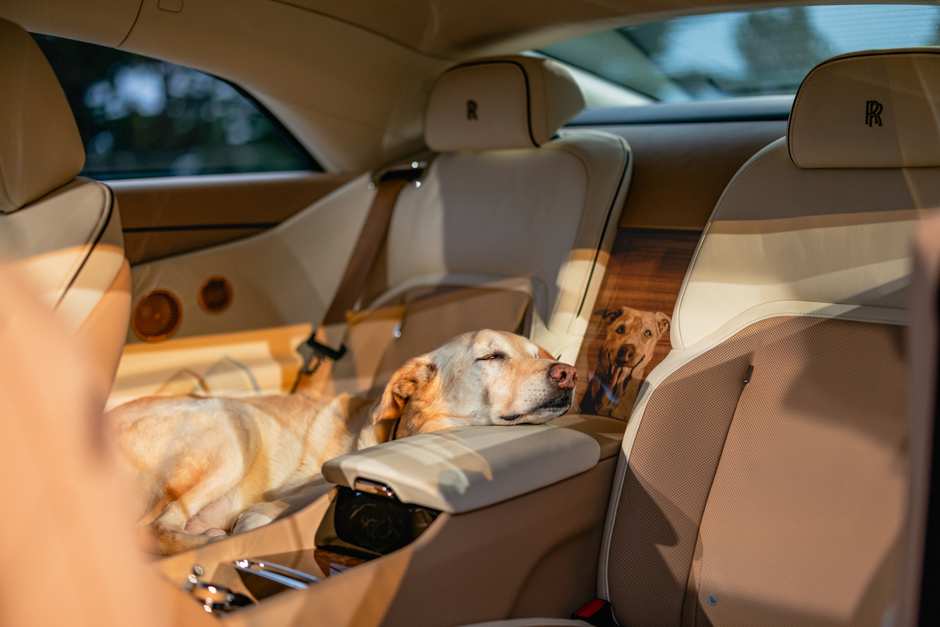 Perro Rolon El Rolls-Royce diseñado para homenajear a un perro - Siempre Auto