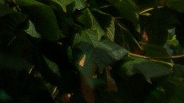 Rolls-Royce Phantom Centenary representa lujo y confort.