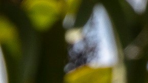 Toyota 4Runner Trailhunter Everest 2026 en la selva