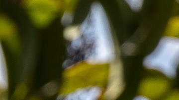 Toyota 4Runner Trailhunter Everest 2026 en la selva