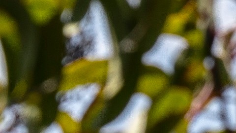 Toyota 4Runner Trailhunter Everest 2026 en la selva