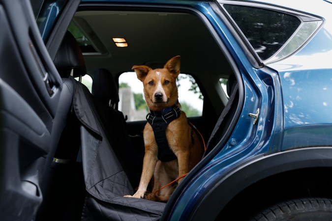 llevar mascotas en el auto