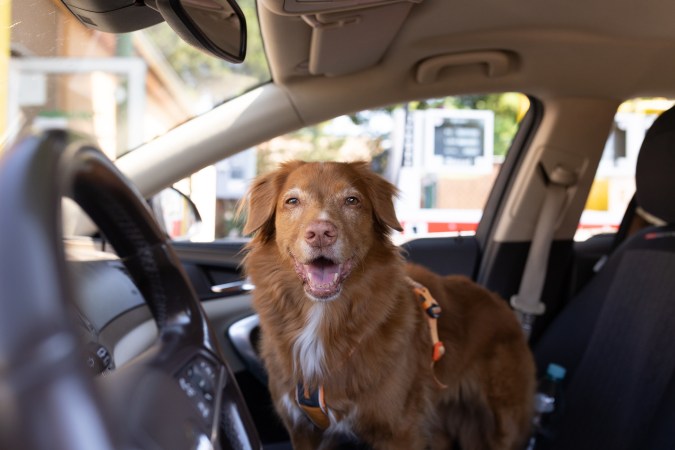 animales dentro del auto