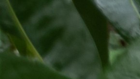 auto dañado por huracanes