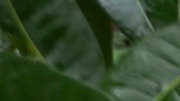 auto dañado por huracanes