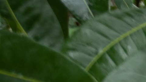 auto dañado por huracanes