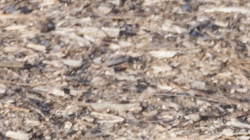 multas para hispanos