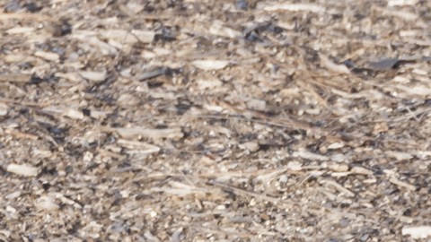 multas para hispanos